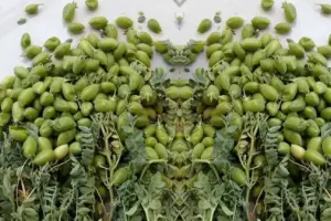 سبز چنا ہاضمے کے لیے انتہائی مفید ہے