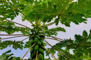 پپیتا  صحت کے لیے  انتہائی مفید ہے