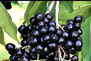 بیر کے علاوہ ان کے بیج بھی فائدہ مند ہیں