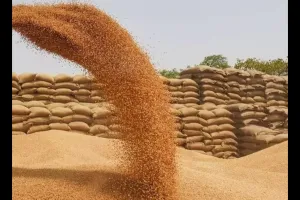 پیر سے اتر پردیش میں 3,574 خریداری مراکز پر گندم کی خریداری شروع ہو جائے گی