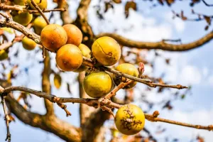 تندور کا پھل صحت کے لیے انتہائی مفید سمجھا جاتا ہے