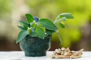 آیوروید میں اشوگندھا کو دواؤں کا پودا سمجھا جاتا ہے