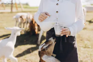 بکری کا دودھ سب سے زیادہ فائدہ مند سمجھا جاتا ہے