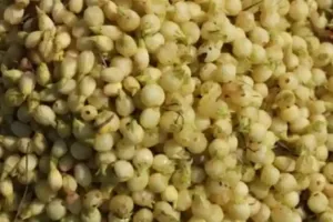 مہوا کو آیوروید میں صحت کے لیے انتہائی فائدہ مند مانا جاتا ہے