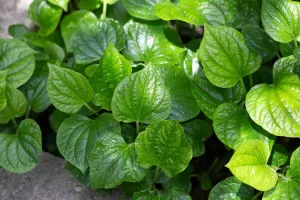 پان کے پتے قدیم زمانے سے استعمال ہوتے رہے ہیں۔