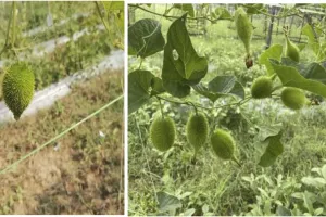 کنٹولا کو غذائیت سے بھرپور سبزی سمجھا جاتا ہے