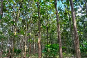 ساگوان کے پتے دواؤں کی خصوصیات سے بھرپور ہوتے ہیں