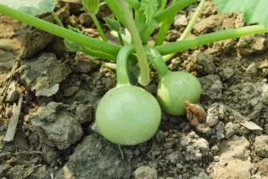 ٹنڈا ایک غذائیت سے بھرپور اور ہلکی سبزی ہے