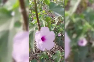 Behaya پودے کو آیوروید اور روایتی ادویات میں دواؤں کی خصوصیات سے مالا مال سمجھا جاتا ہے