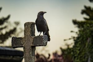 قدیم متون کے مطابق، کووں کو باپ دادا کی روح سمجھا جاتا ہے