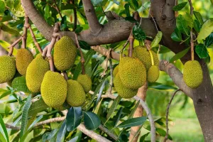 جیک فروٹ نہ صرف ایک پھل ہے بلکہ اس کے بیج بھی غذائیت سے بھرپور ہوتے ہیں