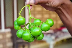 لسوڈا نظام ہاضمہ کے لیے فائدہ مند سمجھا جاتا ہے