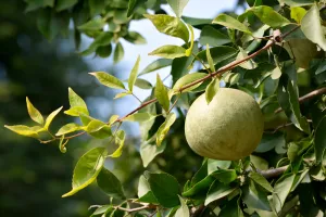 بیل پھل میں دواؤں کی خصوصیات ہیں