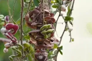 جنگل جلیبی قدرتی پھلوں کا بہتر متبادل ہے