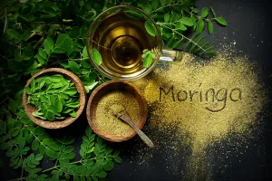 مورنگا کا پودا آیوروید میں ایک اہم مقام رکھتا ہے