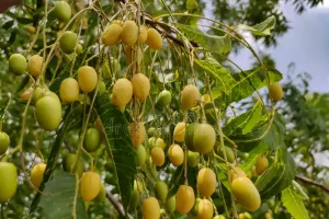 نمبولی پھل بہت سی خصوصیات سے مالا مال سمجھا جاتا ہے