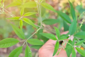 نرگنڈی (Vitex negundo) کو آیوروید میں ایک اہم دواؤں کا پودا سمجھا جاتا ہے