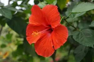 آیورویدک ادویات میں Hibiscus کے پھولوں کی خاص اہمیت ہے