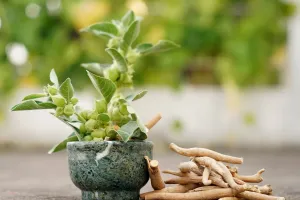 اشوگندھا آیوروید میں استعمال ہونے والی مشہور جڑی بوٹیوں میں سے ایک ہے۔