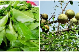 بیل کے پتے کو مہادیو کے ترشول کی علامت سمجھا جاتا ہے