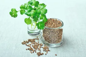 تیزابیت اور پیٹ کی جلن سے نجات دھنیا اور مشری سے
