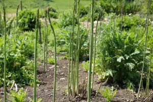 Asparagus ایک دواؤں کا پودا ہے جو طویل عرصے سے آیوروید میں استعمال ہوتا رہا ہے