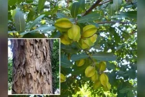 ارجن کا درخت اپنی دواؤں کی خصوصیات کے لیے جانا جاتا ہے
