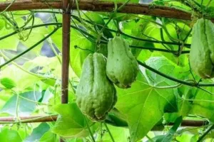 اسکوش ایک سبزی ہے جو مزیدار اور صحت کے لیے فائدہ مند سمجھی جاتی ہے