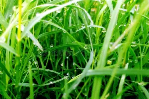دوروا گھاس کو آیوروید میں دواؤں کی خصوصیات والی جڑی بوٹی سمجھا جاتا ہے