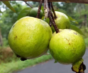 امرود کو غذائی اجزاء کا خزانہ کہا جاتا ہے