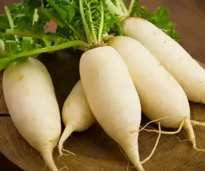 مولیاں دواؤں کی خصوصیات سے بھرپور ہوتی ہیں