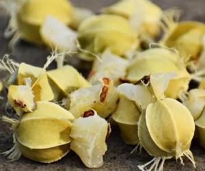 آملہ کے بیجوں کو بھی طبی خصوصیات سے مالا مال سمجھا جاتا ہے