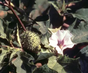 دھتورا کو مذہبی اور طبی نقطہ نظر سے خاص اہمیت حاصل ہے