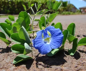 اپراجیتا پھول کو فائدہ مند اور کارگر سمجھا جاتا ہے