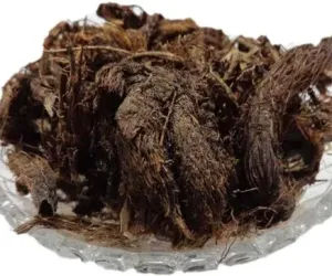 Spikenard ایک مؤثر آیورویدک دوا سمجھا جاتا ہے