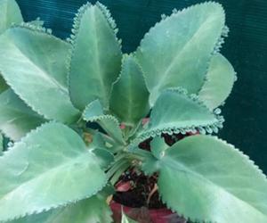 آیوروید میں پتھارچٹا    کو  پتھری کے لیے انتہائی موثر سمجھا جاتا ہے