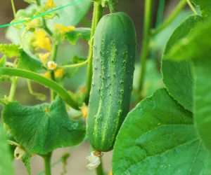 کھیرے کے پتے بھی غذائیت سے بھرپور ہوتے ہیں