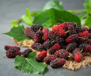 شہتوت جسم کے مدافعتی نظام کو مضبوط کرتا ہے