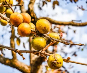 تندور کا پھل صحت کے لیے انتہائی مفید سمجھا جاتا ہے