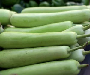 لوکی کے بیج بہت فائدہ مند تصور کیے جاتے ہیں