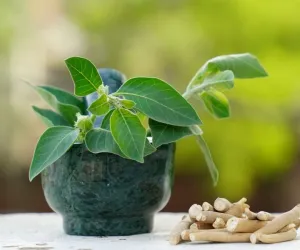 آیوروید میں اشوگندھا کو دواؤں کا پودا سمجھا جاتا ہے