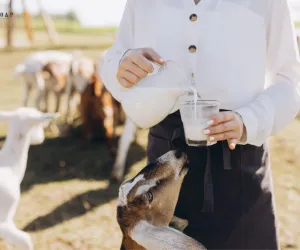بکری کا دودھ سب سے زیادہ فائدہ مند سمجھا جاتا ہے