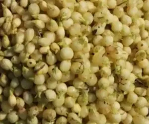 مہوا کو آیوروید میں صحت کے لیے انتہائی فائدہ مند مانا جاتا ہے