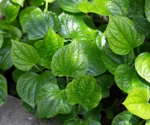 پان کے پتے قدیم زمانے سے استعمال ہوتے رہے ہیں۔