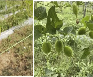 کنٹولا کو غذائیت سے بھرپور سبزی سمجھا جاتا ہے