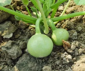 ٹنڈا ایک غذائیت سے بھرپور اور ہلکی سبزی ہے