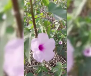 Behaya پودے کو آیوروید اور روایتی ادویات میں دواؤں کی خصوصیات سے مالا مال سمجھا جاتا ہے