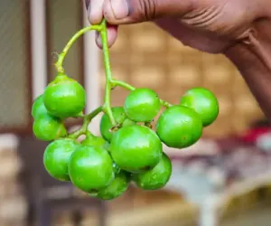 لسوڈا نظام ہاضمہ کے لیے فائدہ مند سمجھا جاتا ہے
