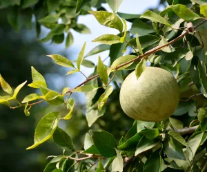 بیل پھل میں دواؤں کی خصوصیات ہیں