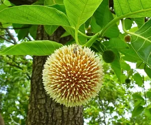 کدم کا درخت نہ صرف اپنی دواؤں کی خصوصیات بلکہ مذہبی اہمیت کے لیے بھی جانا جاتا ہے